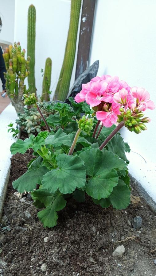 Apartamento Tarinuzza Lipari (Isola Lipari)